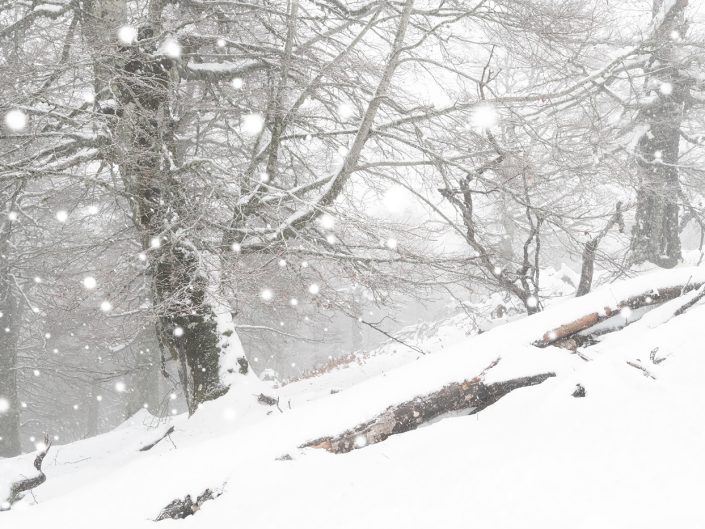Nevicata tra vecchi faggi - Monti Simbruini