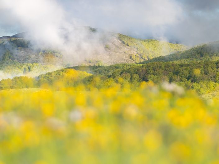 Vaste fioriture di ranuncolo colorano gli altopiani - Monti Simbruini