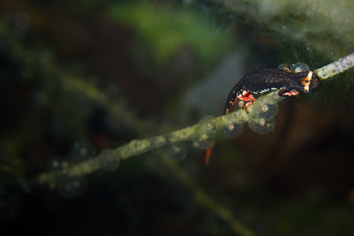 Salamandra perspicillata - Monti Simbruini