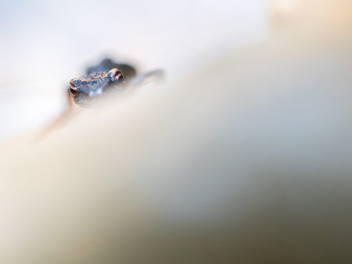 Salamandrina di Savi (Salamandra perspicillata) - Monti Simbruini