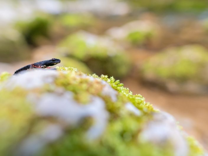 Salamandrina di Savi (Salamandra perspicillata) - Monti Simbruini