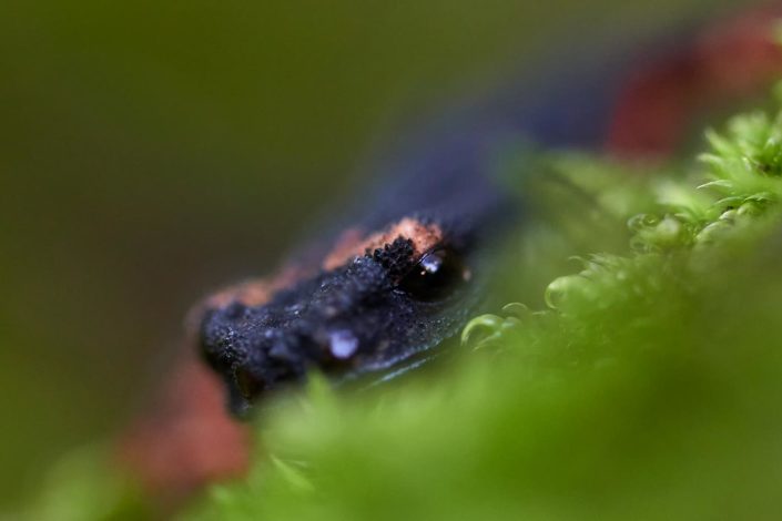 Salamandra perspicillata - Monti Simbruini