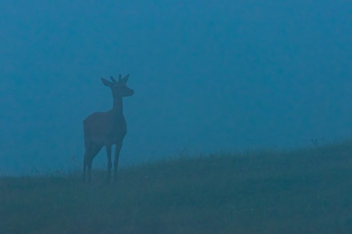 Fusone di cervo (Cervus elaphus) nella nebbia