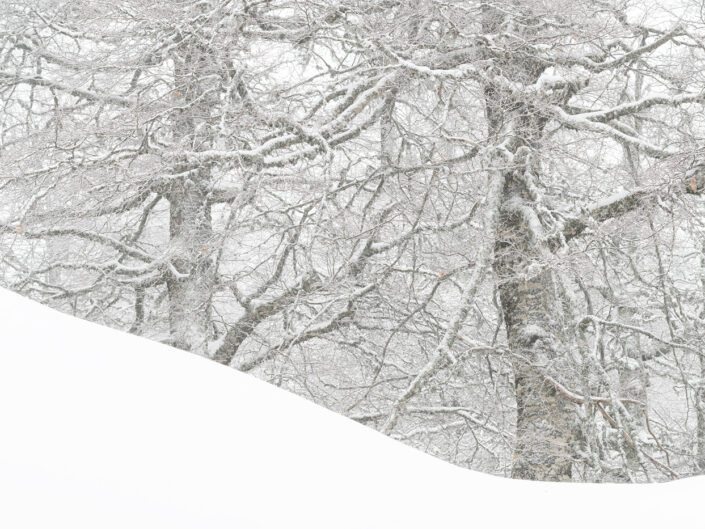 Grandi faggi sommersi dalla neve - Monti Simbruini