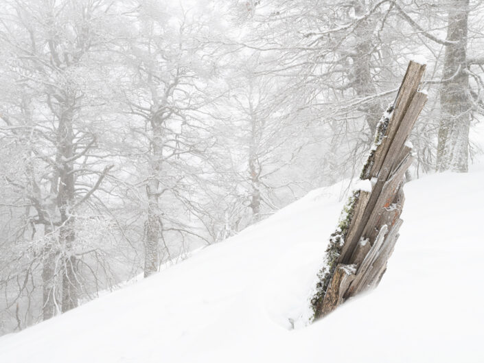 Grandi faggi sommersi dalla neve - Monti Simbruini