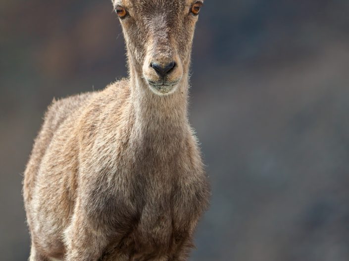 Giovane stambecco (Capra ibex) - Monte Rosa, Valle d'Aosta