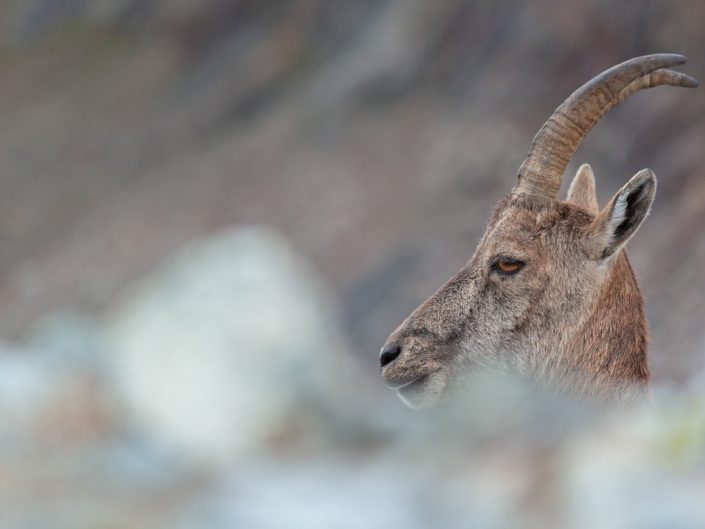 Ritratto di una femmina di stambecco (Capra ibex) - Monte Rosa, Valle d'Aosta