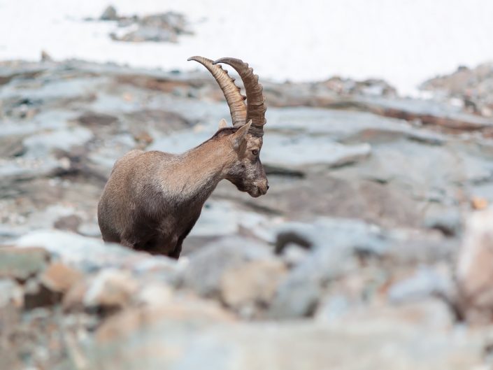 Maschio di stambecco (Capra ibex) - Monte Rosa, Valle d'Aosta
