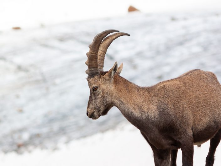 Maschio di stambecco (Capra ibex) - Monte Rosa, Valle d'Aosta