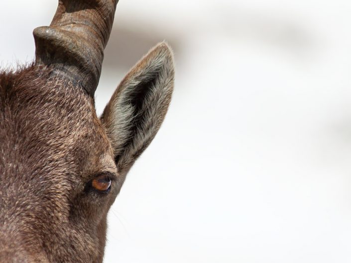 Stambecco (Capra ibex), ritratto - Monte Rosa, Valle d'Aosta