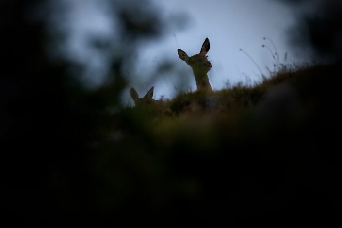 Le femmine di cervo osservano con attenzione le sfide tra i maschi - Monte Velino