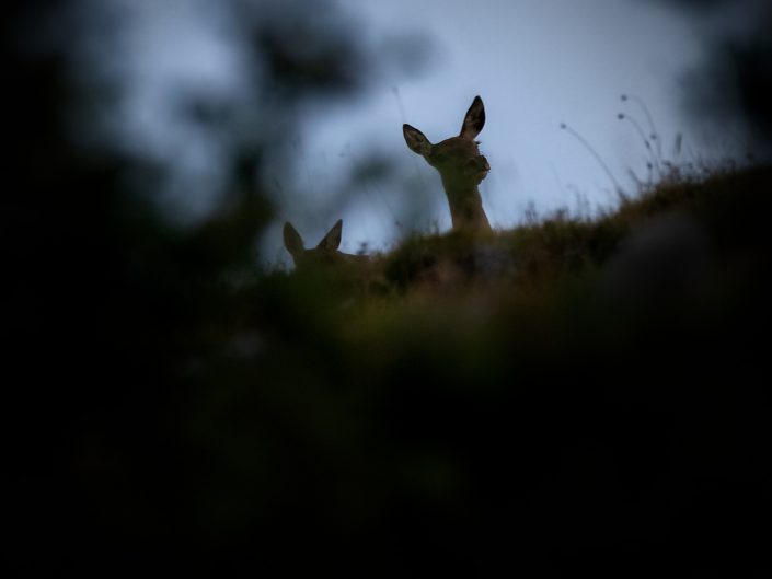 Le femmine di cervo osservano con attenzione le sfide tra i maschi - Monte Velino