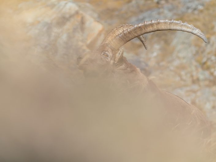 Stambecco (Capra ibex) - Valle d'Aosta