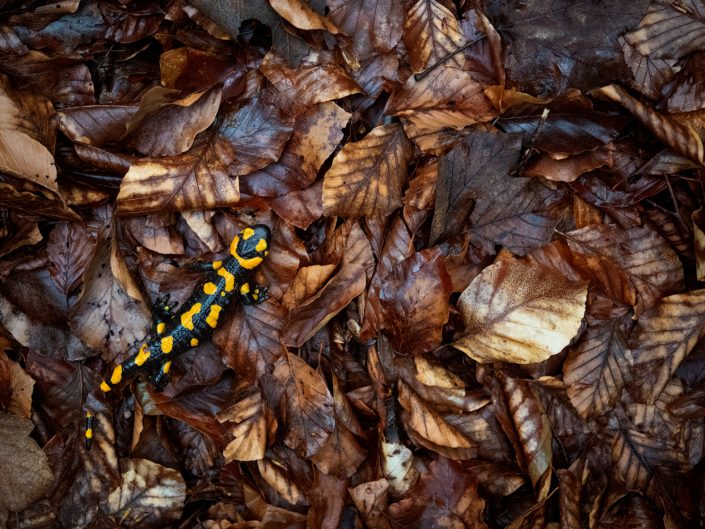 Salamandra pezzata (Salamandra salamandra giglioli) - Monti Simbruini