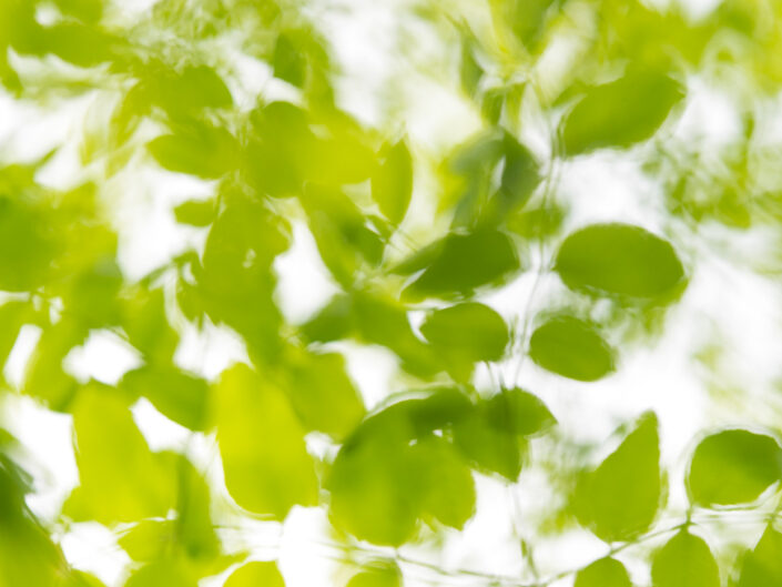 Il verde acceso delle foglie a primavera - Monti Simbruini