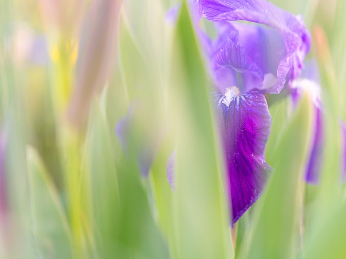 Giaggiolo della Marsica (Iris marsica) - Monti Simbruini