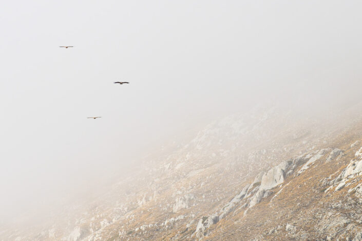 Grifoni in volo sui fianchi del Monte Cafornia