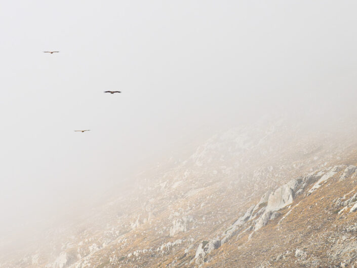Grifoni in volo sui fianchi del Monte Cafornia