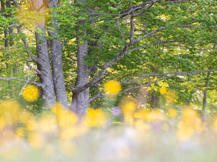 Al margine della faggeta, tra estese fioriture di ranuncoli - Monti Simbruini