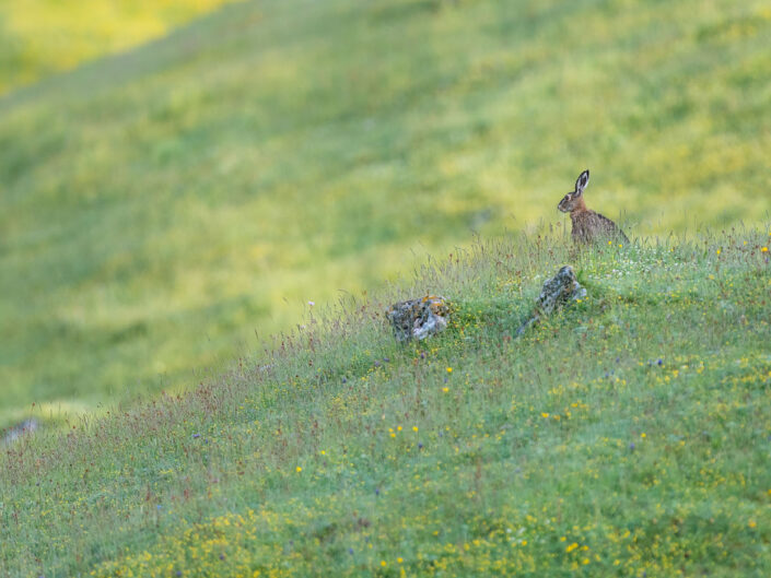 Una lepre fa capolino su un crinale alle prime luci del giorno - Monti Simbruini