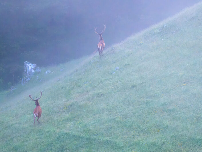 Due maschi di cervo risalgono un crinale prima dell'alba - Monti Simbruini