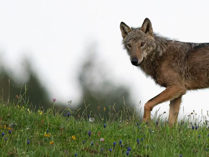 Un giovane lupo attraversa fiero una radura - Monti Simbruini